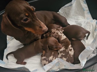 Miniature Dachshund dogs Kc miniature-dachshund pups - Advert 1