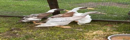 Ducks poultry for sale: Indian runner ducks 3 female 1 male - Advert 2