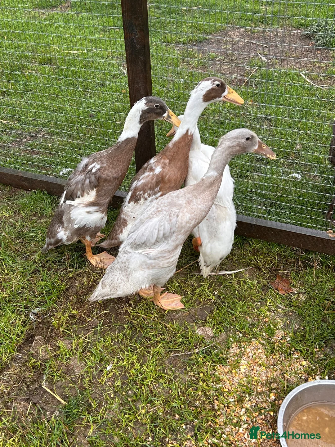 Ducks poultry for sale: Indian runner ducks 3 female 1 male - Advert 2