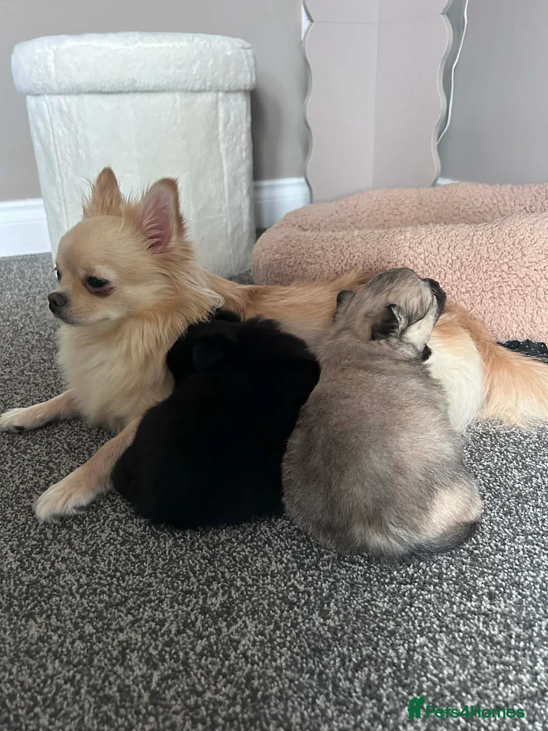 Pomeranian dogs for sale: Pomeranian Puppies Looking for Their Forever Homes - Advert 2