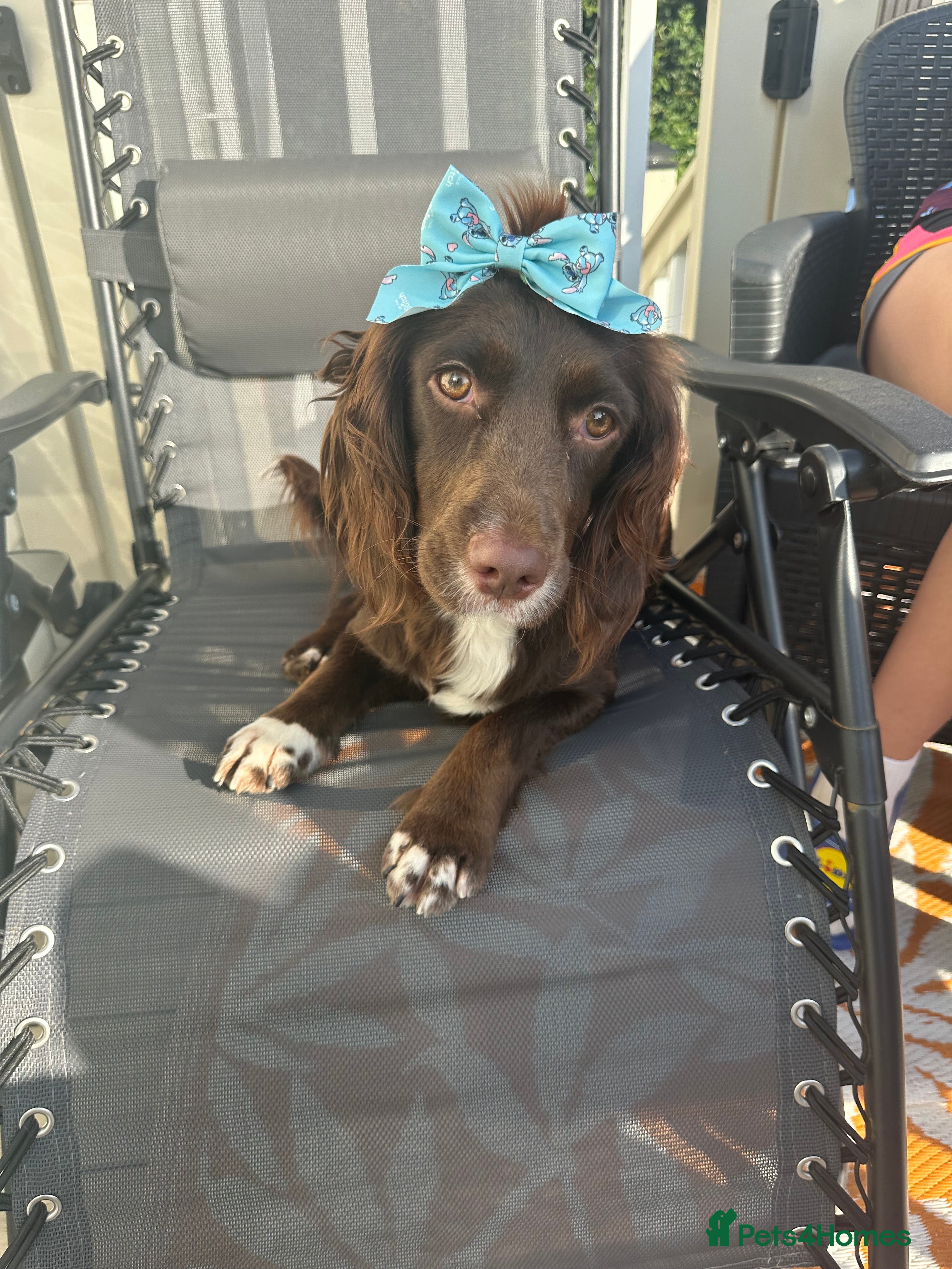 Cocker Spaniel dogs Cocker Spaniel 2year old female  - Advert 2