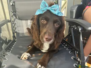 Cocker Spaniel dogs Cocker Spaniel 2year old female - Advert 14