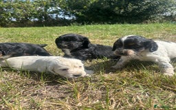 Sprocker dogs for sale: Sprocker puppies - Image 3