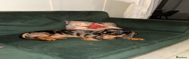 Dachshund 1