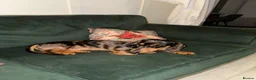 Dachshund dogs for sale: Beautiful KC Registered Dapple Mini Dachshund - Advert 4