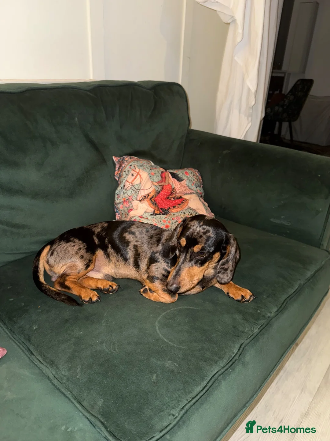 Dachshund dogs for sale: Beautiful KC Registered Dapple Mini Dachshund - Advert 4