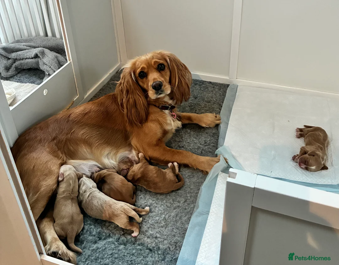 Cocker Spaniel dogs for sale: KC Registered and Vet checked Pups - Advert 13