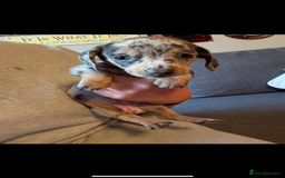 Miniature Dachshund dogs for sale: Miniature dachshund puppies for sale  - Advert 4