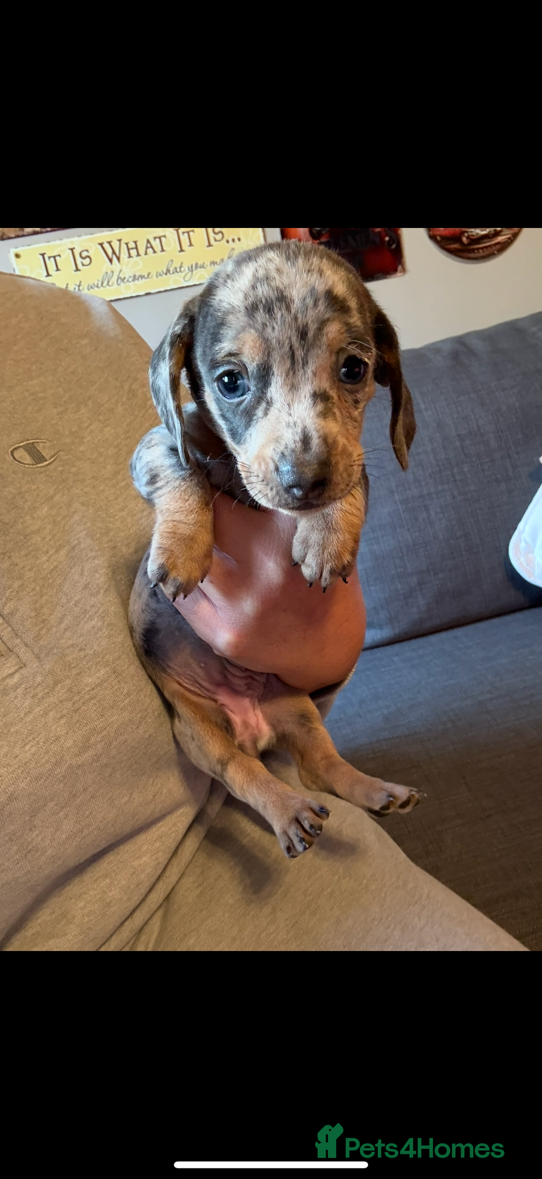 Miniature Dachshund dogs for sale: Miniature dachshund puppies for sale  - Advert 4