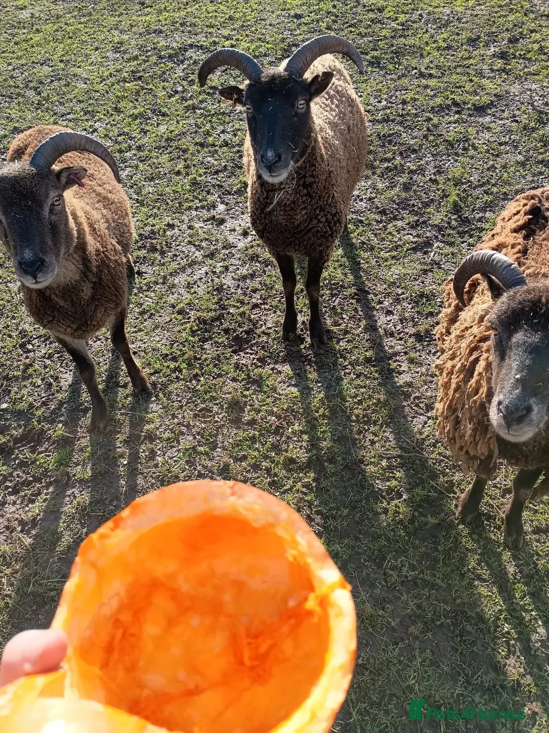 Sheep livestock for sale: Soay Sheep in Crewe - Advert 2