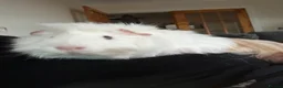 Guinea Pig rodents for sale: 2 male guinea pigs - Advert 5