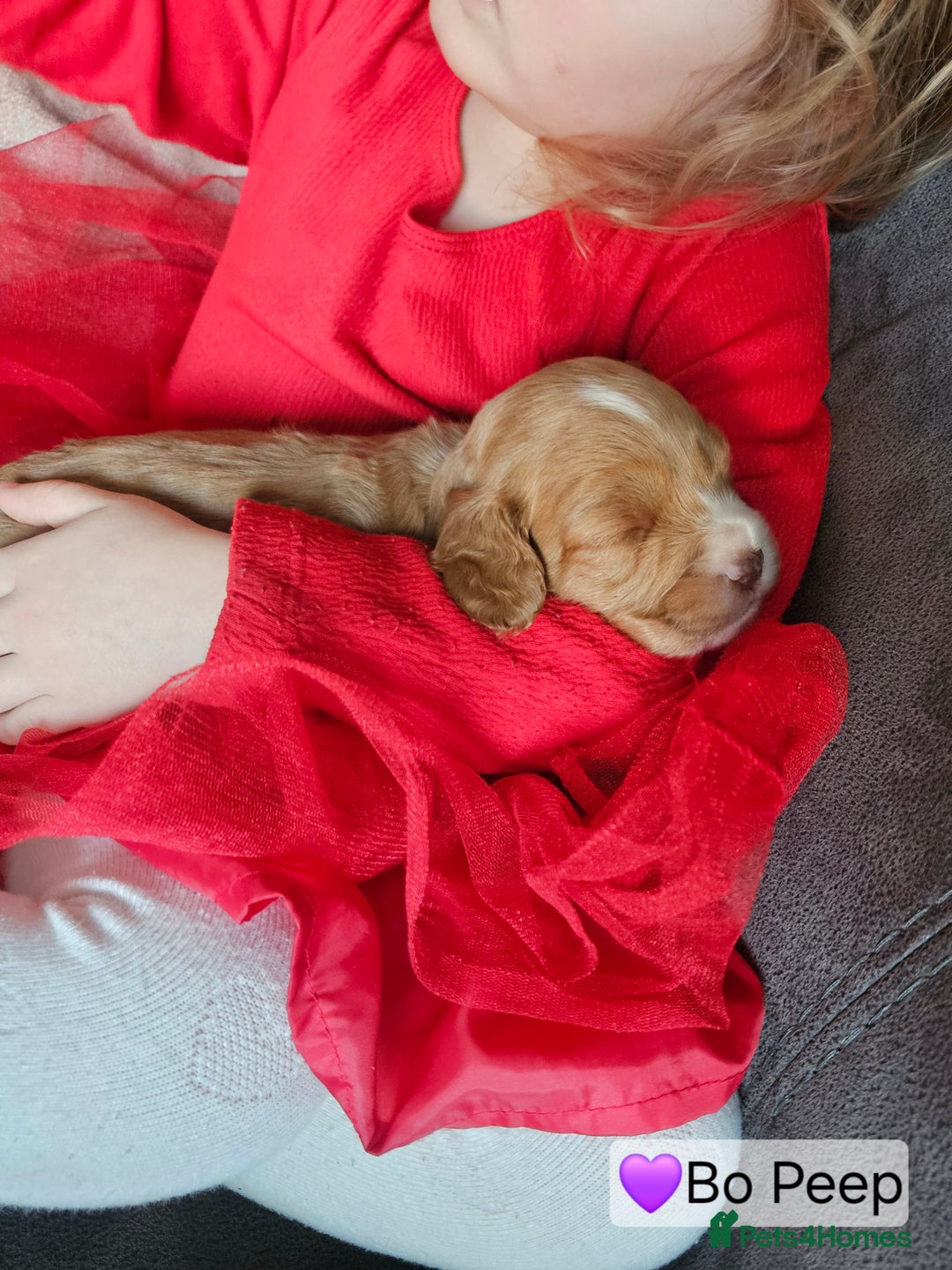 Cockapoo dogs for sale: F3b Cockapoo Puppies – DNA health tested - Advert 16