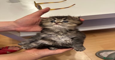 British Longhair cats - Advert 11
