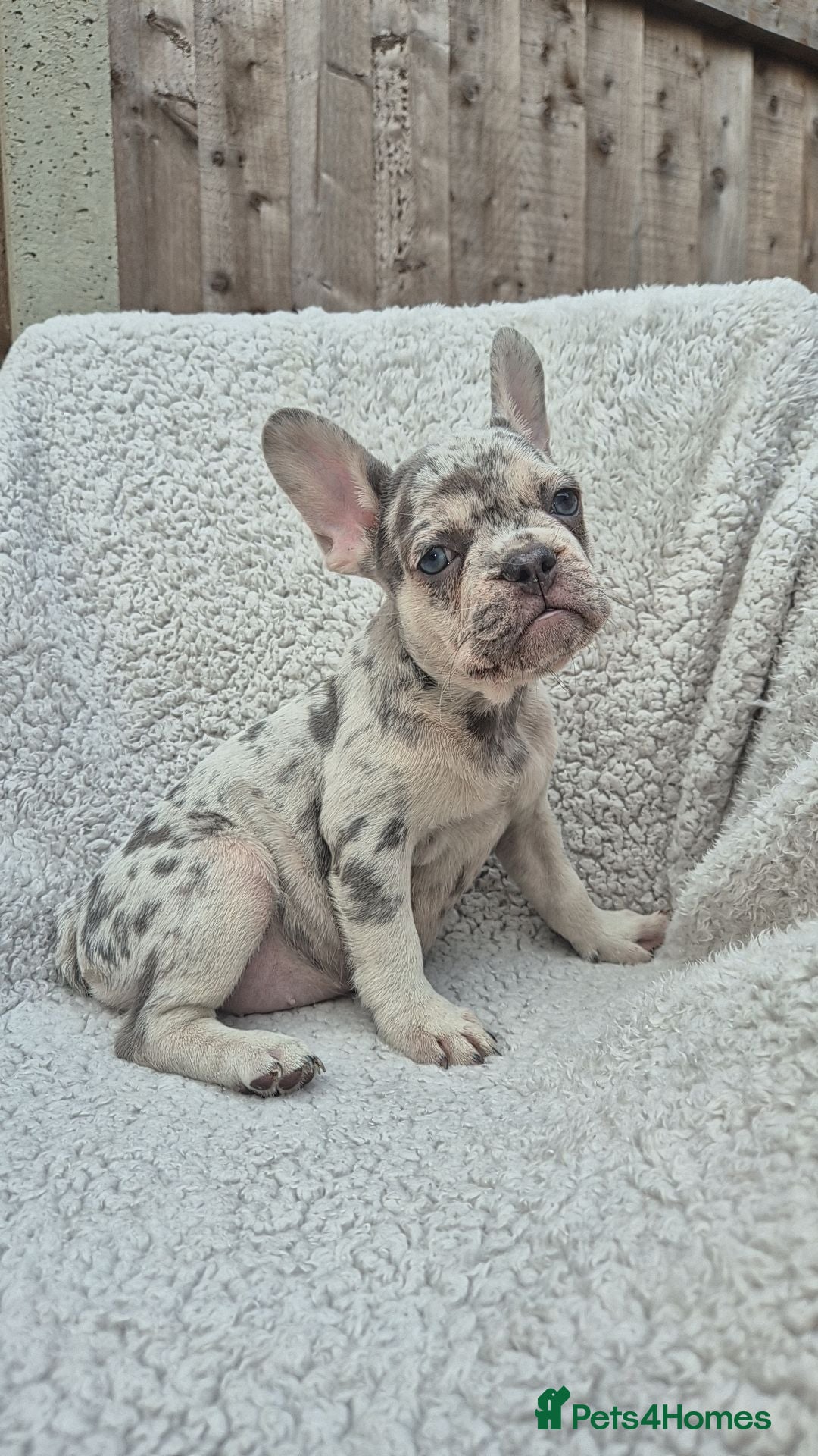 French Bulldog dogs Health Tested & Ready To Leave - Advert 1