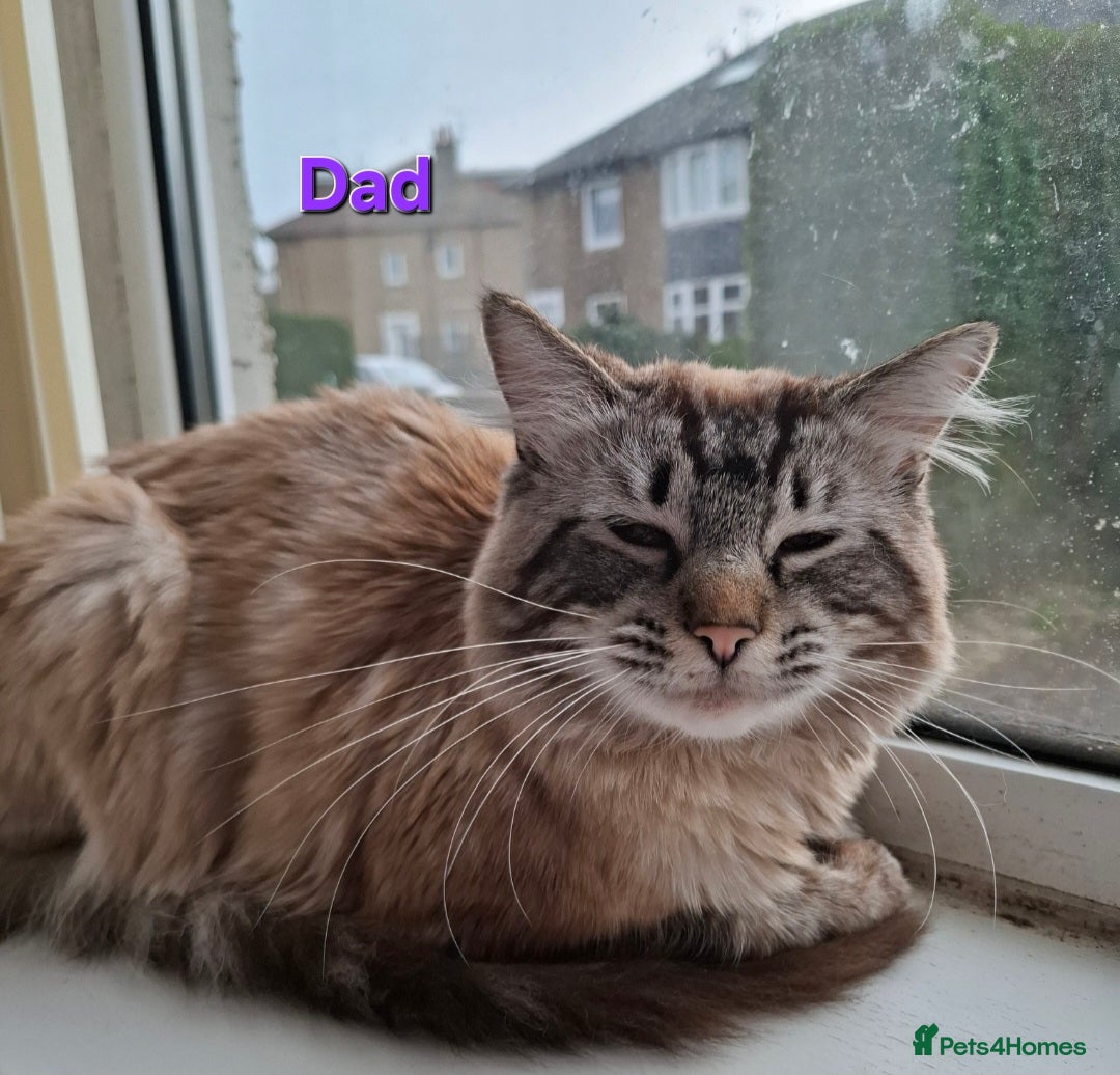 Ragdoll cats for sale: GCCF Gorgeous Pure Pedigree Ragdoll Kittens - Image 29