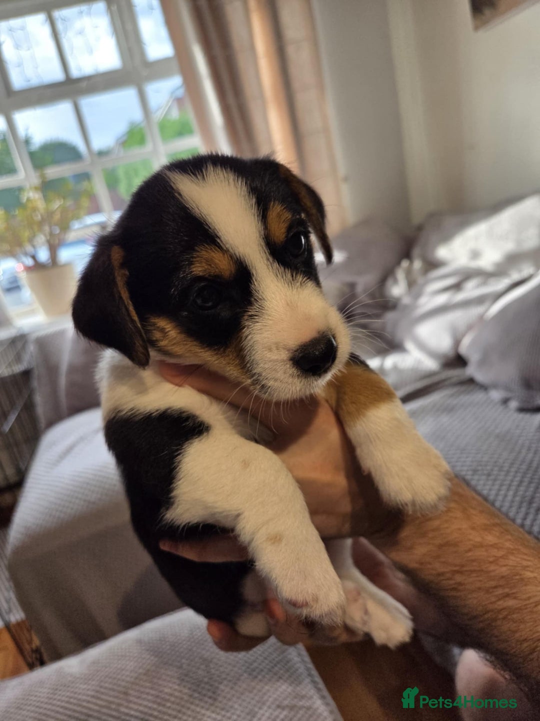 Jack Russell dogs for sale: 3 remaining pups - Image 7