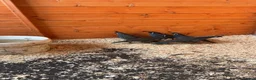 Quail poultry for sale: California Quails - Advert 2