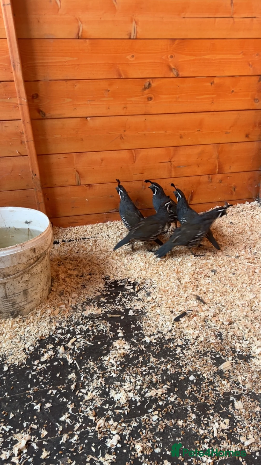 Quail poultry for sale: California Quails - Advert 2
