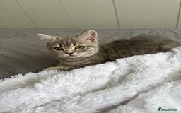Scottish Fold cats for sale: Scottish fold kitten  - Image 5