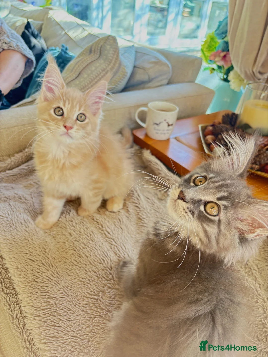 Maine Coon cats for sale: Purebred main coone kittens  in Buckingham - Advert 1