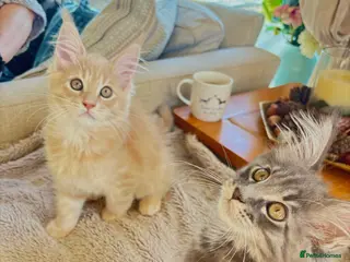 Maine Coon cats Purebred main coone kittens - Advert 1