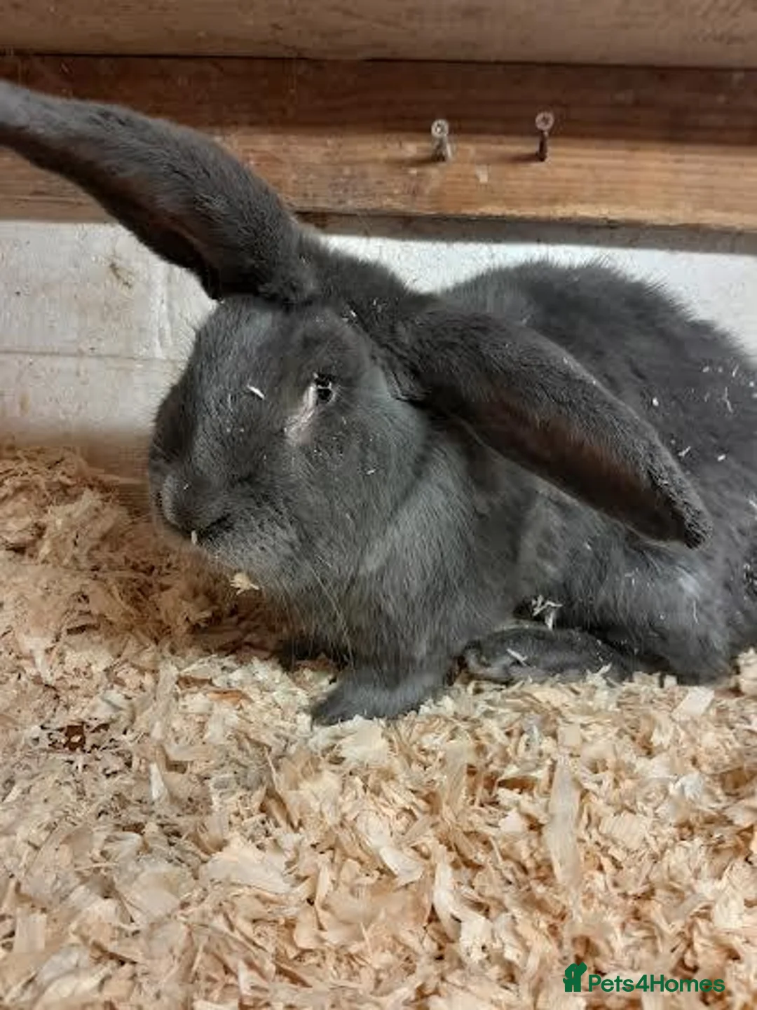 Continental Giant rabbits for sale: CONTINENTAL GIANT RABBITS FOR SALE 1 GIRL 2 BOYS - Advert 8
