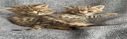 Savannah cats for sale: Savannah kitten - Advert 3
