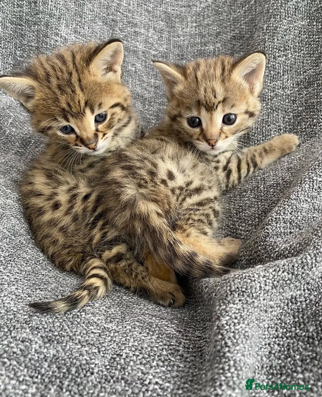 Savannah cats for sale: Savannah kitten - Advert 3