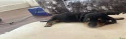 Miniature Dachshund dogs for sale: Miniature Dachshund puppies - Advert 3