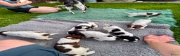 English Springer Spaniel dogs for sale: FTCh Sired ESS Puppies For Sale in Axbridge - Advert 7