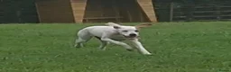 Pointer dogs for sale: 11 month pointer bitch for sale - Advert 5