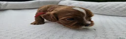 Cavapoo dogs for sale: Cavapoo puppies (toy)DNA CLEAR - Advert 38