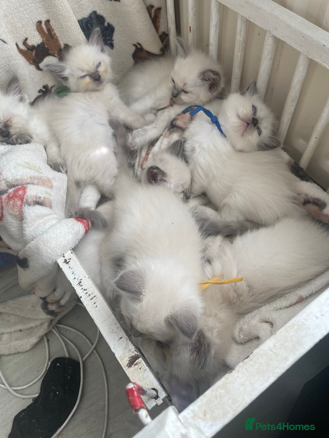 Ragdoll cats for sale: Beautiful ragdoll kittens 💕💕💕 - Image 2