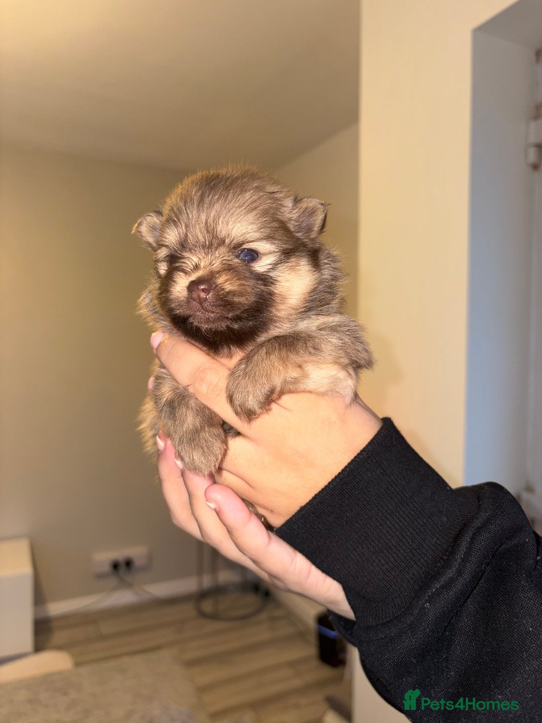 Pomeranian dogs for sale: Pomeranian puppies - Advert 2