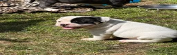 Olde English Bulldogge dogs for sale: Olde English bulldogge f2 - Advert 27