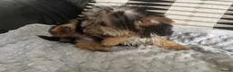 Morkie dogs for sale: Gorgeous Morkie puppies  - Advert 16