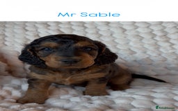 Cockapoo dogs for sale: Charming Cockapoo puppies. Pick your perfect pal! - Advert 9