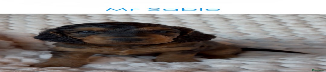 Mr Sable