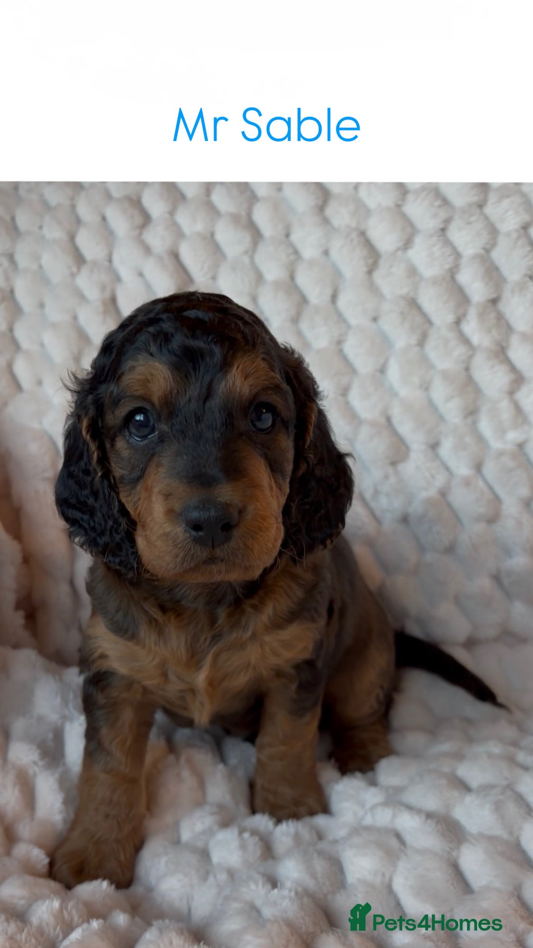 Cockapoo dogs for sale: Charming Cockapoo puppies. Pick your perfect pal! - Advert 9