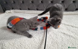 Ragdoll cats for sale: Kittens ready now! - Image 15