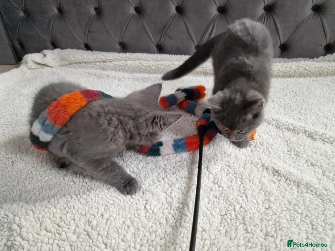 Ragdoll cats for sale: Kittens ready now! - Advert 15