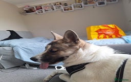 Akita dogs for sale: Loving Akita Purebred Girl - Image 11