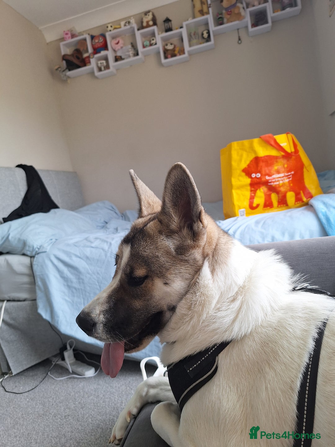 Akita dogs for sale: Loving Akita Purebred Girl - Image 11