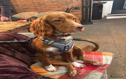 Cocker Spaniel dogs for sale: cocker spaniel  - Image 8