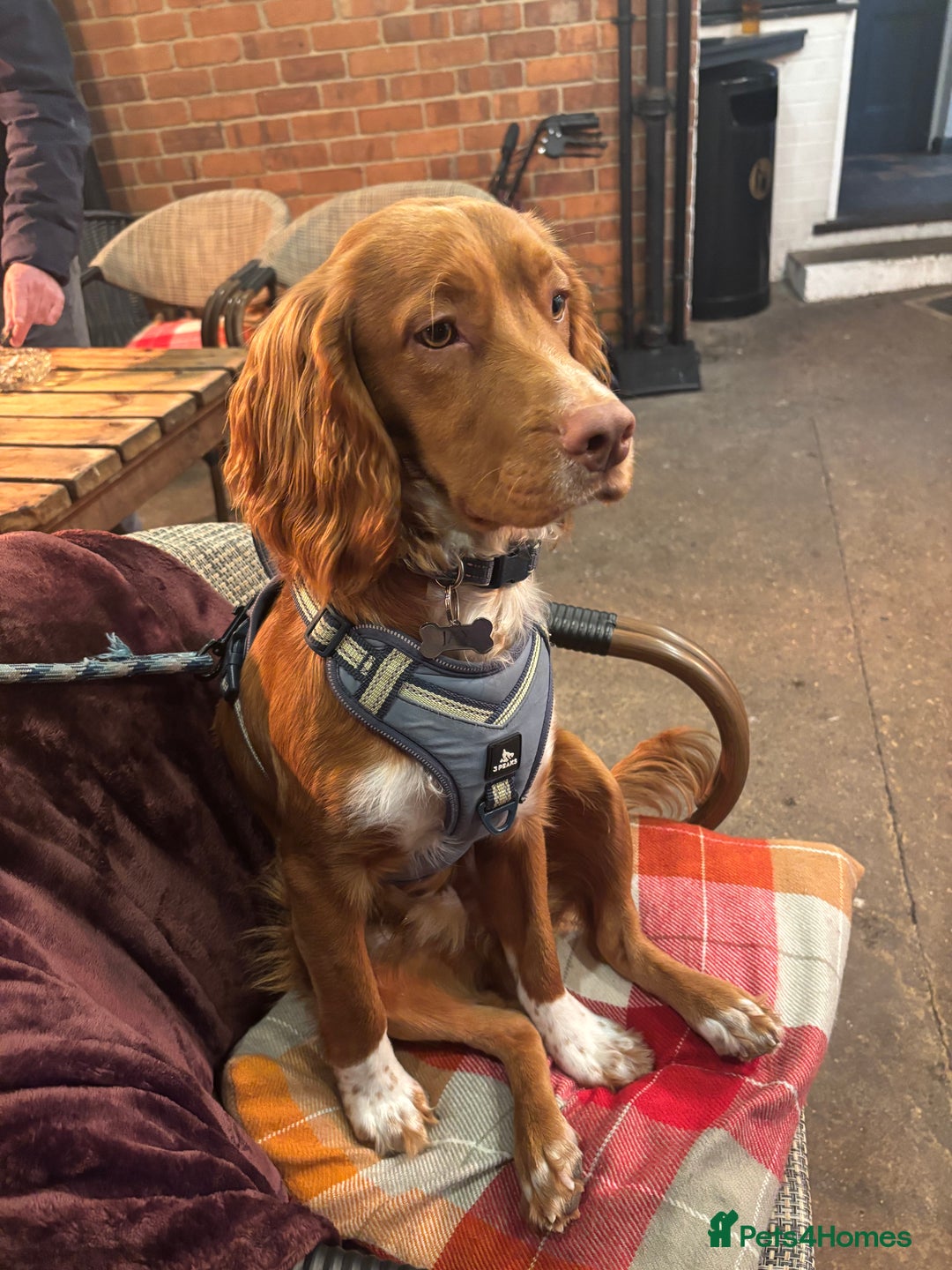 Cocker Spaniel dogs for sale: cocker spaniel  - Image 8