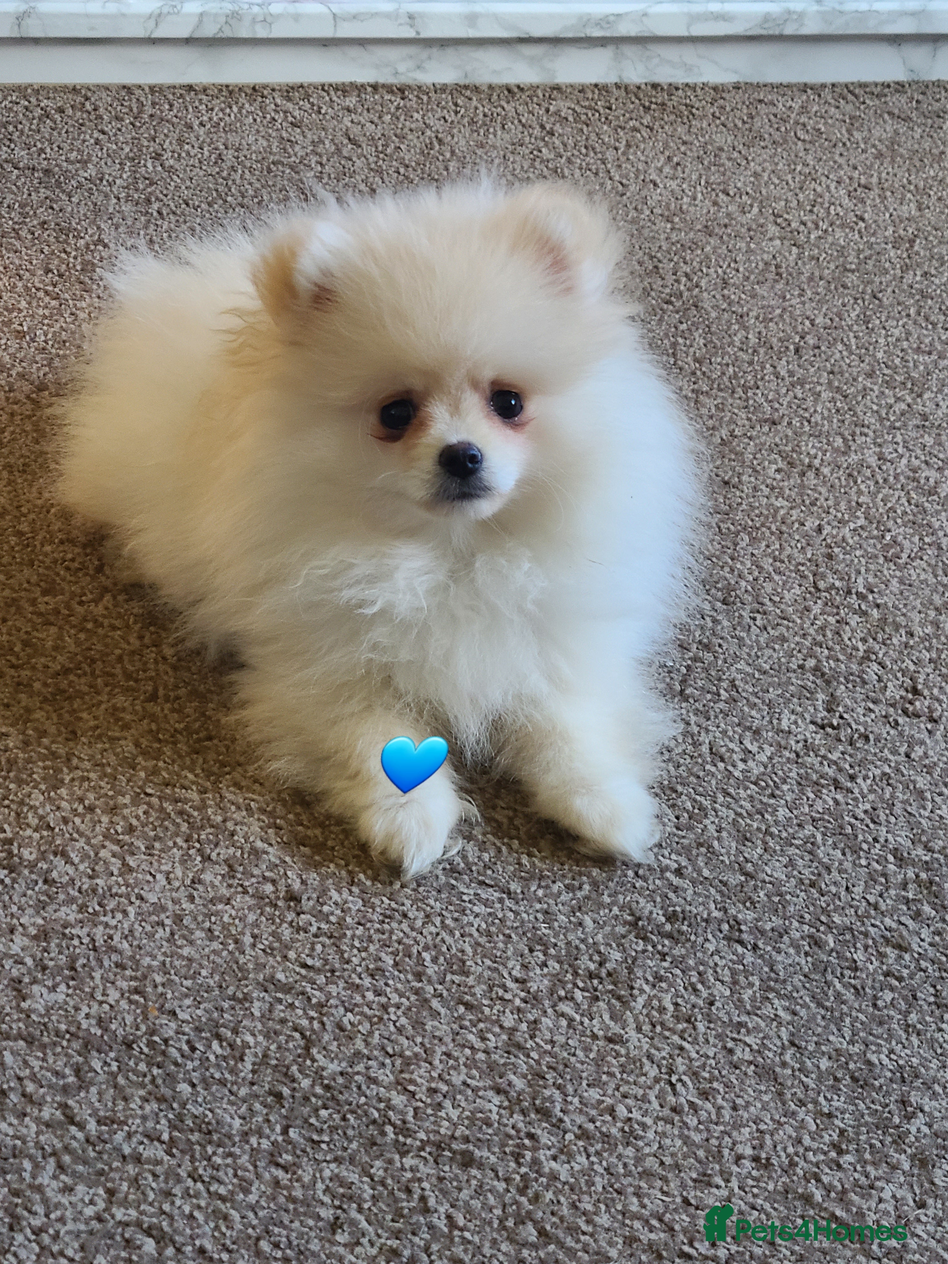Pomeranian dogs Kc pomeranian puppies READY NOW💙 1 male - Advert 5