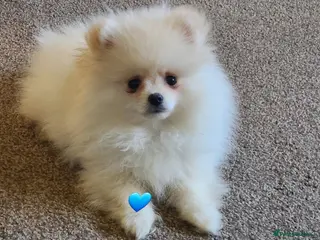 Pomeranian dogs Kc pomeranian puppies READY NOW💙 1 male - Advert 5