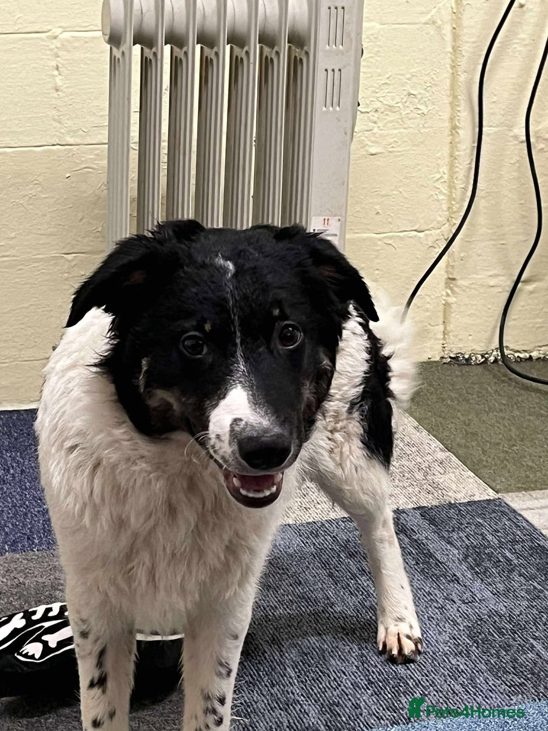 Mixed Breed dogs for adoption: TILLY - Advert 10