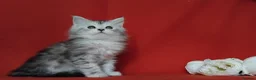 Maine Coon cats for sale: Pure Maine Coons Kittens For Sale - Advert 12