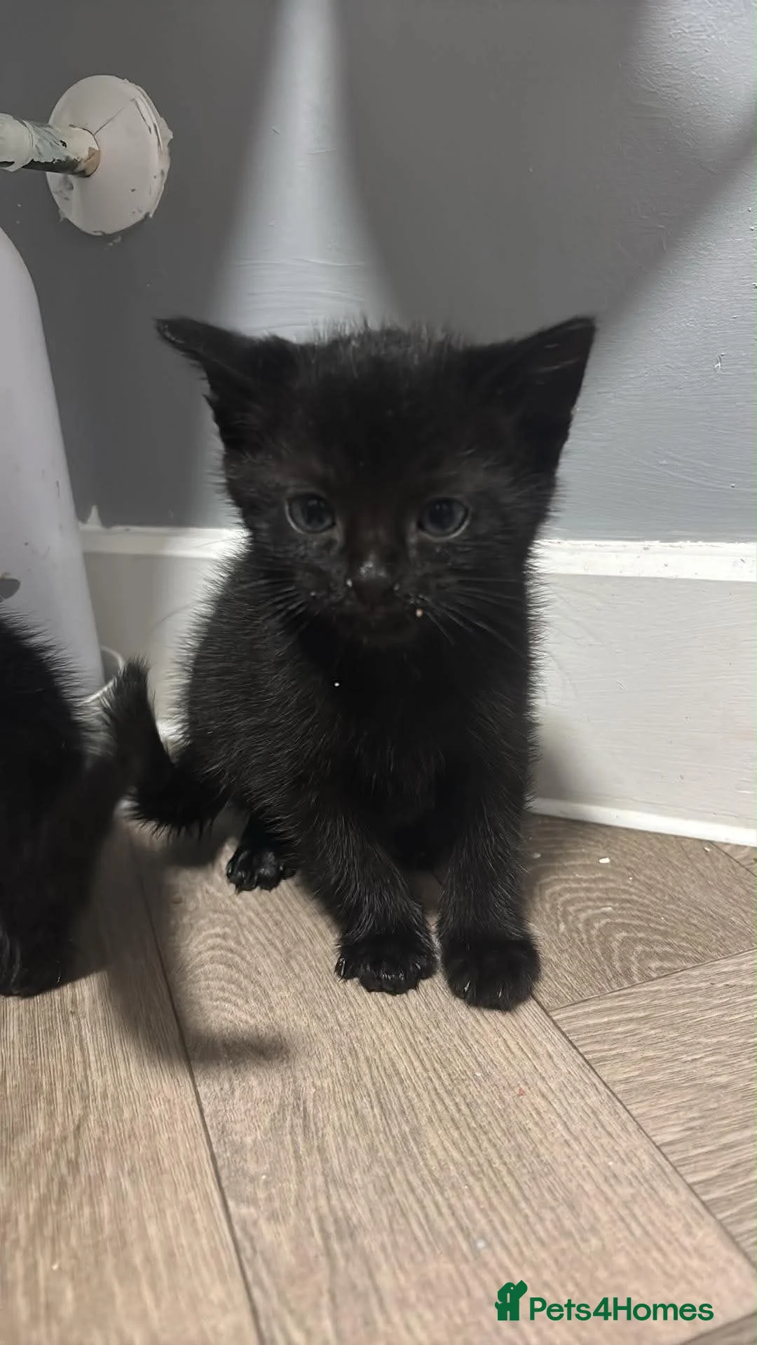 Mixed Breed cats for sale: Two adorable kittens  - Advert 1